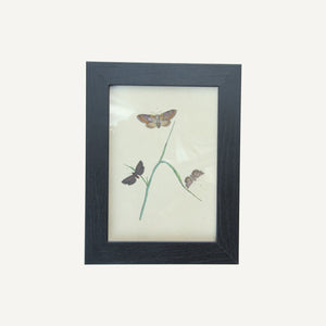 Found Moth and  Butterfly Lithographs