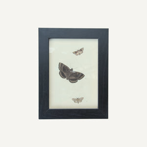 Found Moth and  Butterfly Lithographs